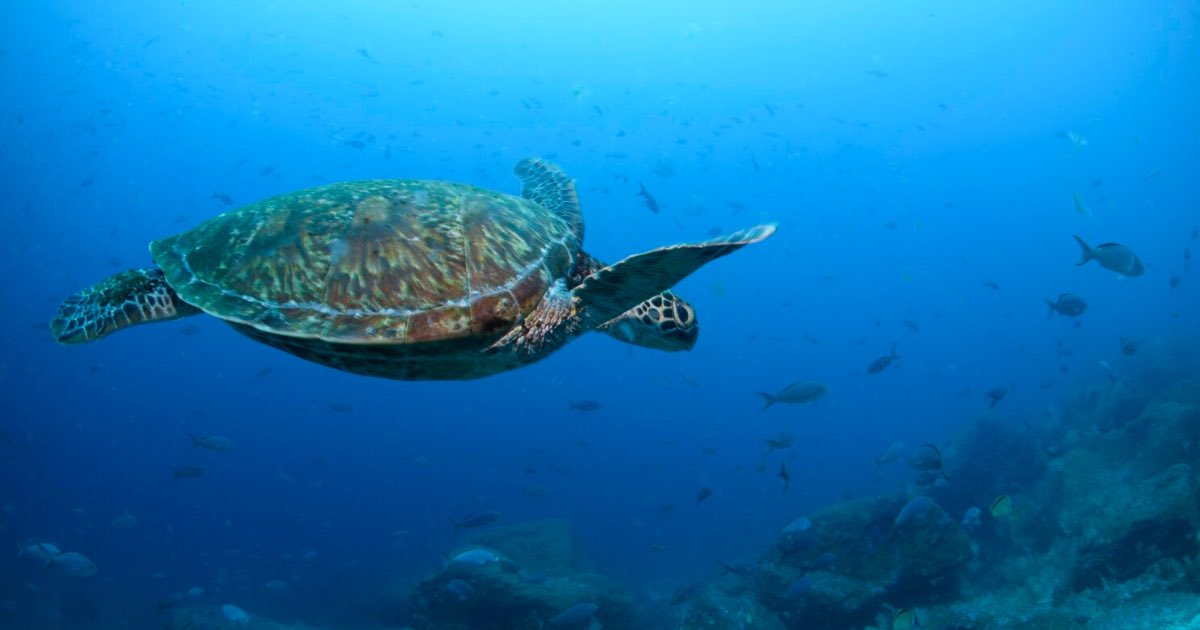 A type of Pacific green sea turtle swims through the water off of Wolf Island, Ecuador in the Galapagos on June 10, 2024