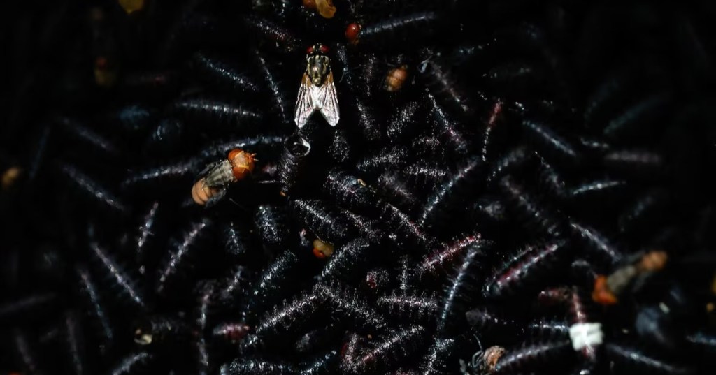 A view shows a ground release container with screwworm larvae about to hatch at a bio-factory as Mexico’s government reconditions a plant to become the new sterile screwworm fly facility, part of the country’s effort to eradicate the flesh-eating parasite that threatens its livestock industry and raises tensions with the United States, in Metapa de Dominguez, Mexico, October 17, 2025. REUTERS/Daniel Becerril