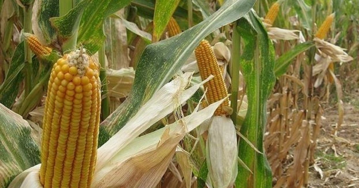 The plant shown is corn, also known as maize(Zea mays). It is a tall annual cereal grass that is one of the most widely cultivated and important food crops in the world….Credit.Anadolu Agency